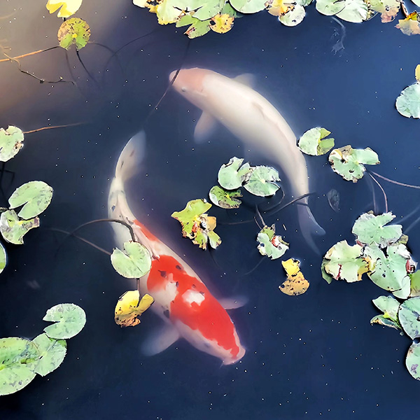 三等獎 錦鯉.jpg